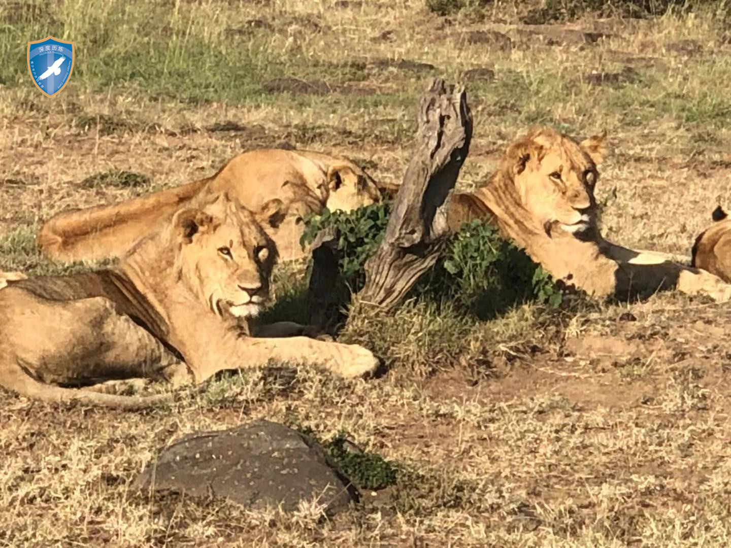 肯尼亚生态训练营 - 非洲五大兽