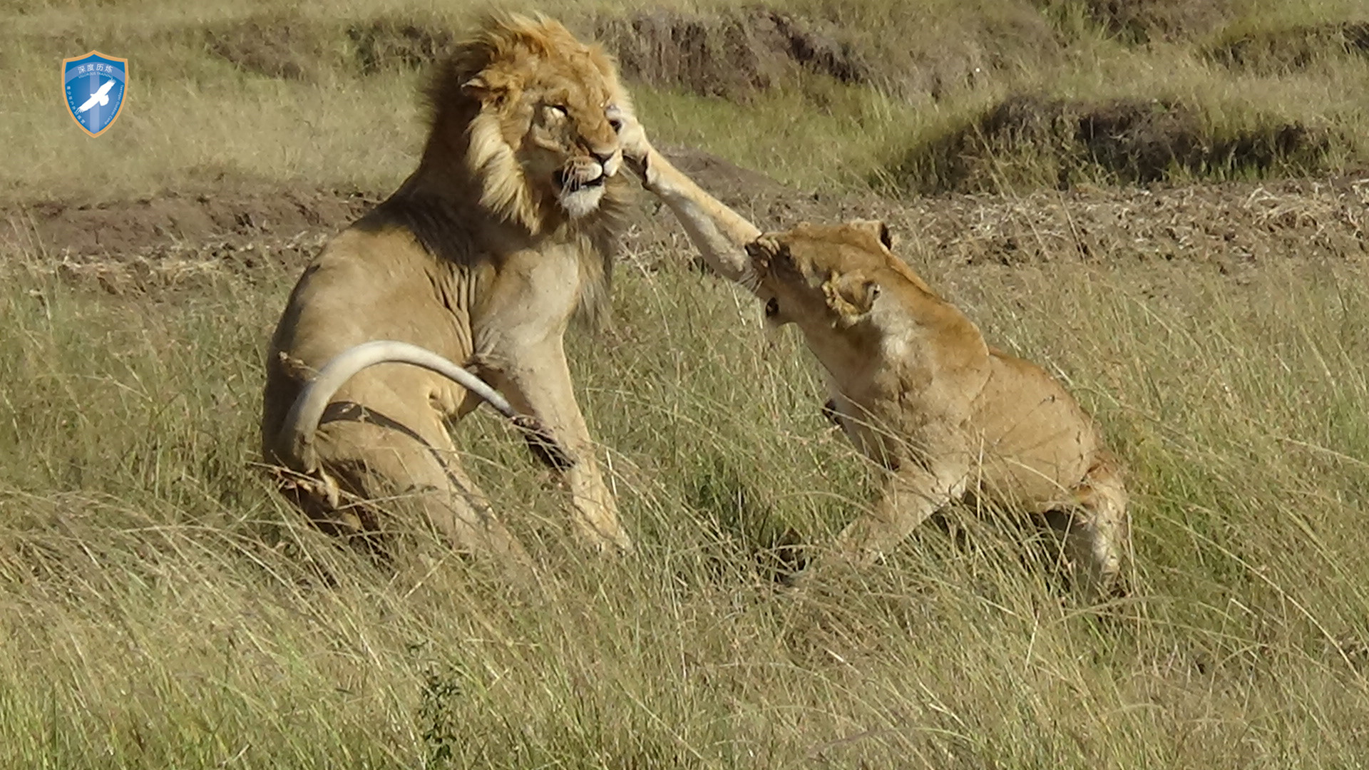 肯尼亚生态训练营 - 非洲五大兽